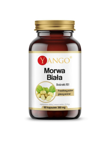Morwa Biała (60 kaps.)
