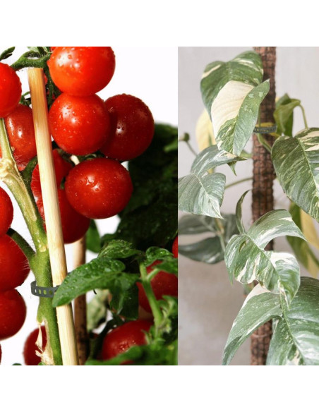 Akcesoria do roślin opaska ogrodowa 8szt progarden