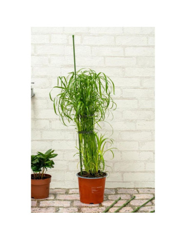 Podpora tyczka do roślin 6szt 50-80cm kinzo