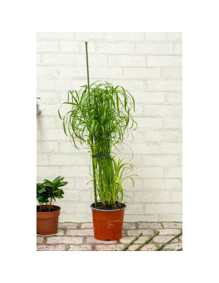 Podpora tyczka do roślin 6szt 50-80cm kinzo