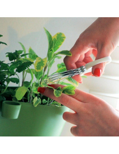 Nożyczki do ziół herbs cut