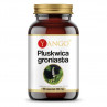 Pluskwica Groniasta (90 kaps.)